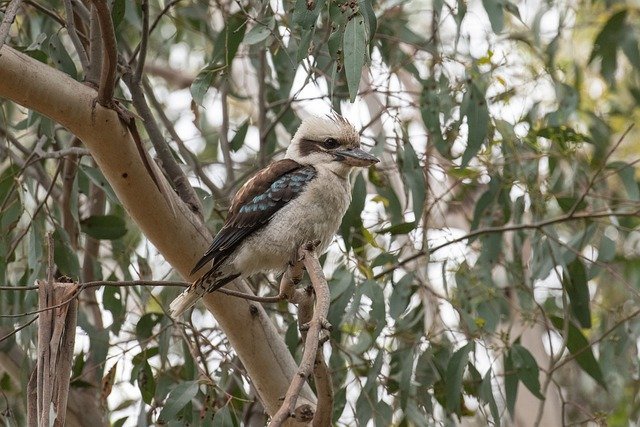 kookaburra-6914732_640.jpg