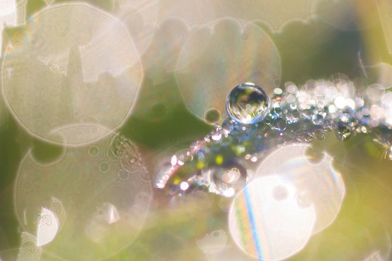 macro_photography_dew8.jpg