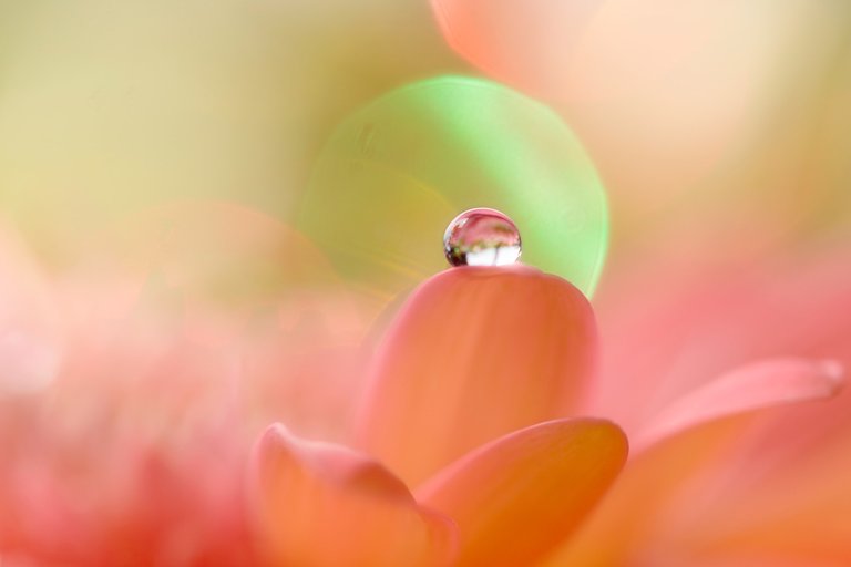 macro_photography_dew9.jpg