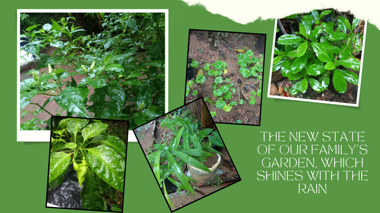 The new state of our family's garden, which shines with the rain.png