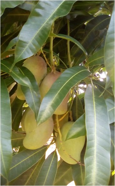 otra planta de mangos .jpg