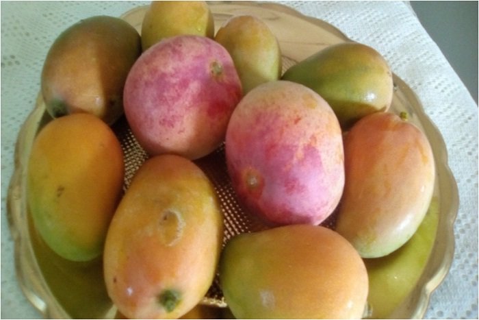 bandeja de mangos.jpg