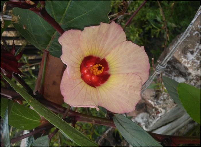 flor de jamaica .jpg