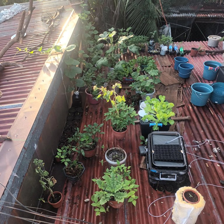 Garden setup 2.jpg