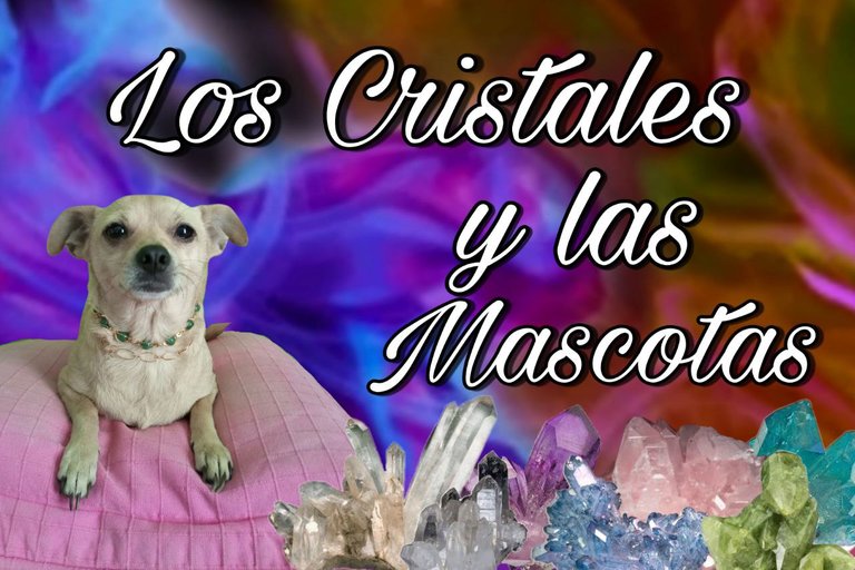 LOS CRISTALES Y LAS MASCOTAS.jpeg