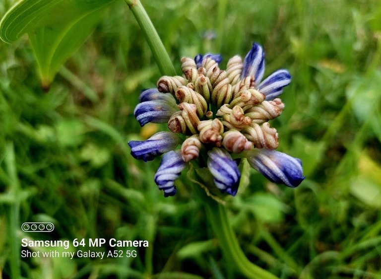 Amazing flower photography among green grass