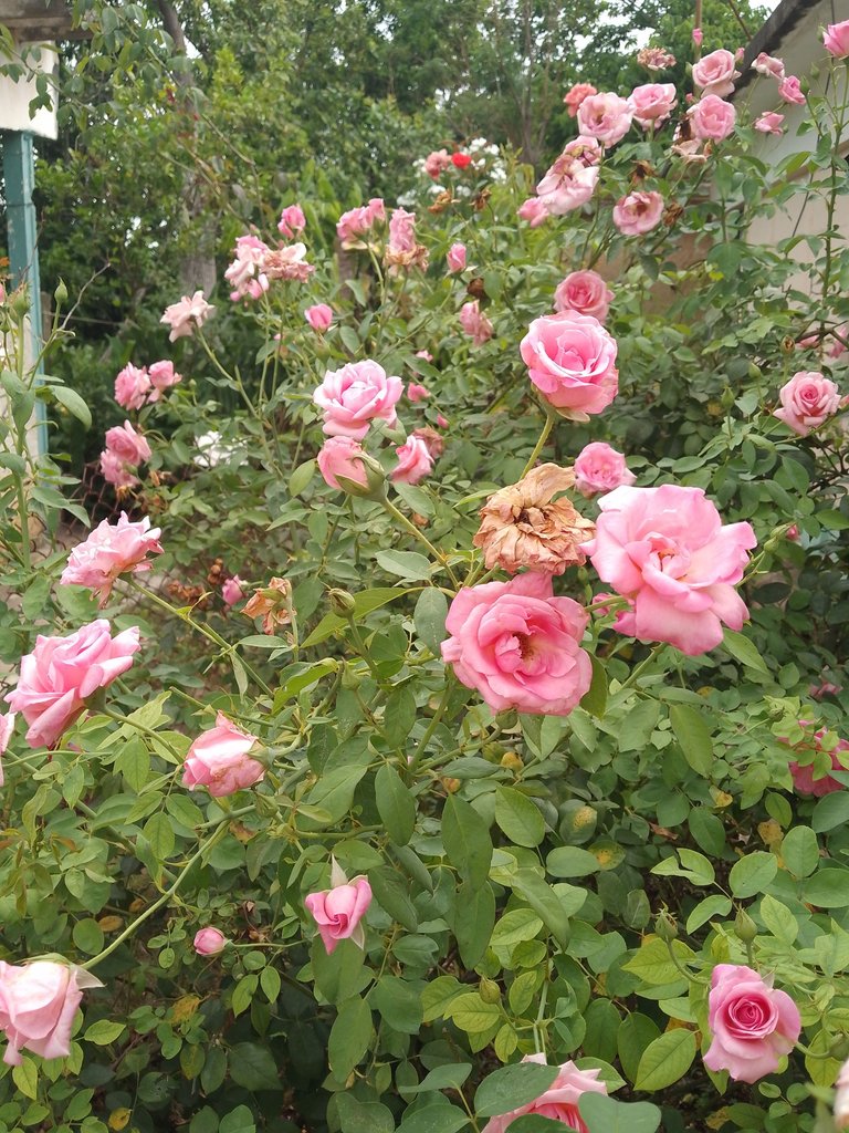 IMG_20250627_162757_689.jpg