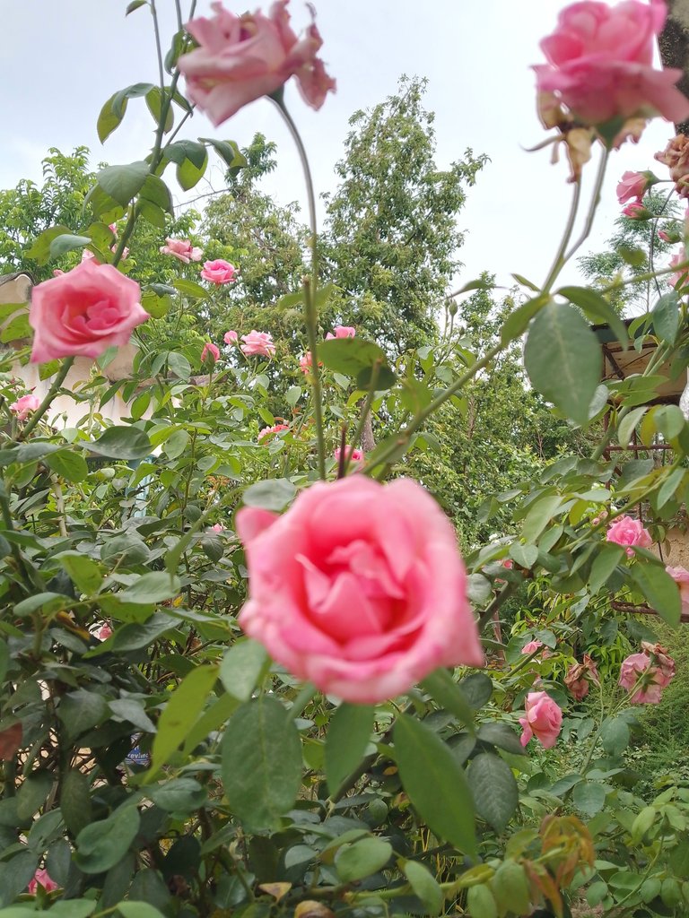 IMG_20250627_163000_595.jpg