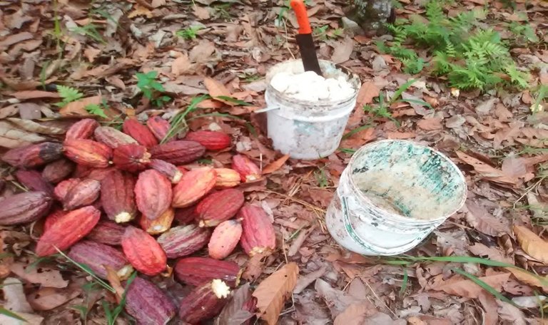 cacao.jpg