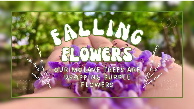 Molave flowers.jpg