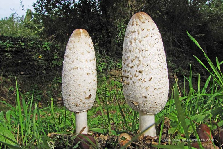 matacandil-barbuda-coprinus-comatus-1.jpg