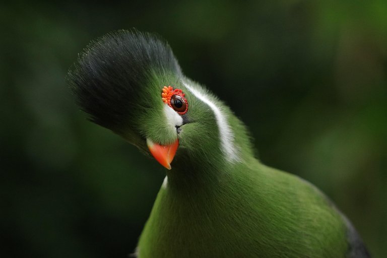 bird-7576994_1280.jpg