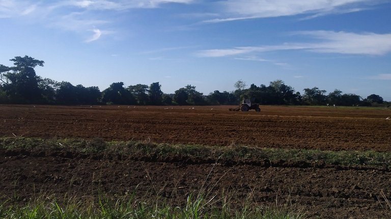 Preparando la tierra / Preparing the soil
