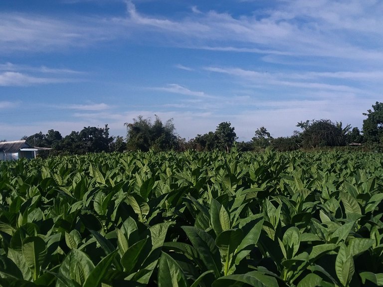 Cultivo de tabaco / Tobacco plantation