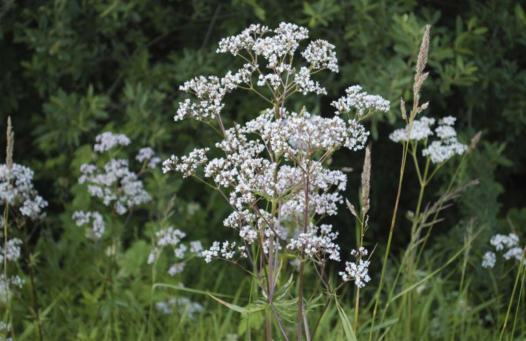 flowers-herb-anise-Pimpinella-anisum-plant.jpeg