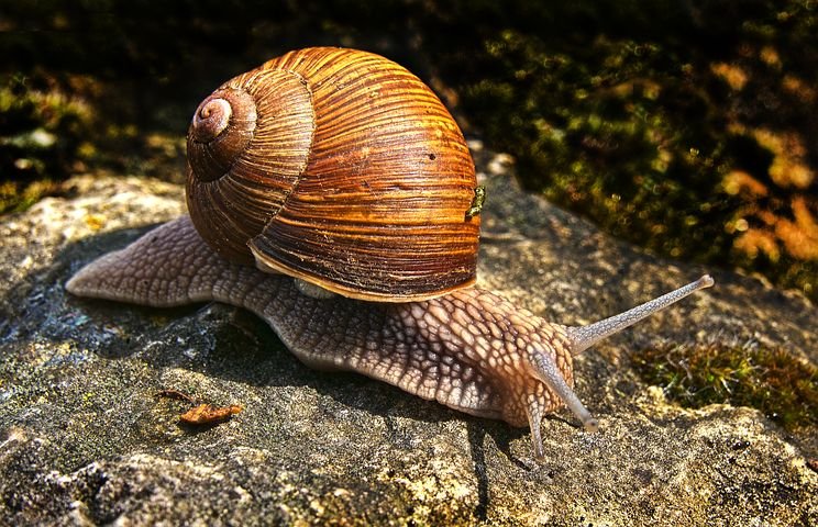 snail3533602__480.jpg