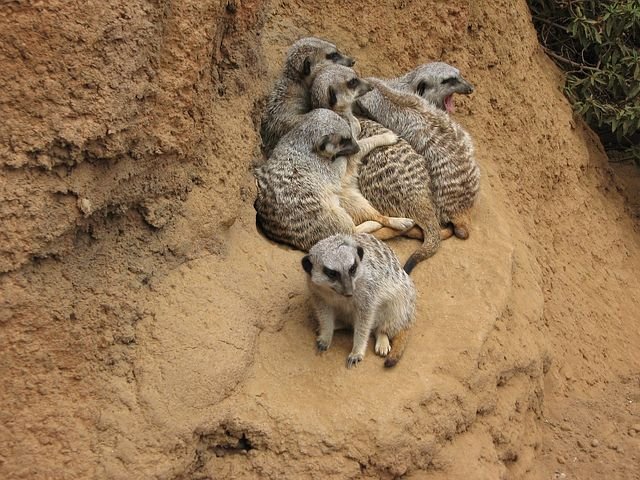 meerkat69729__480.jpg