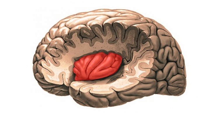 insula-cerebro-social.jpg