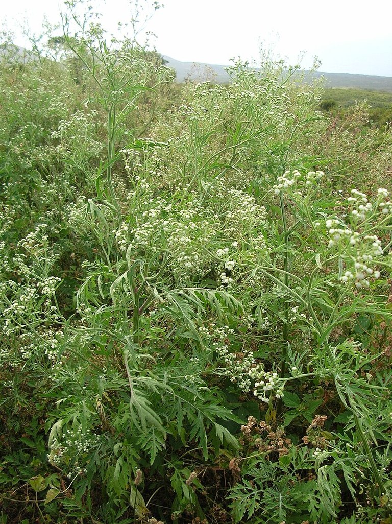 Starr_050423-6650_Parthenium_hysterophorus.jpg