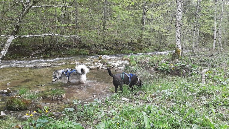 river with dogs.jpg