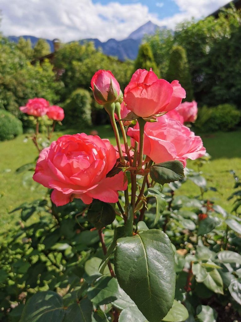 Rote Rosen Garmisch.jpg