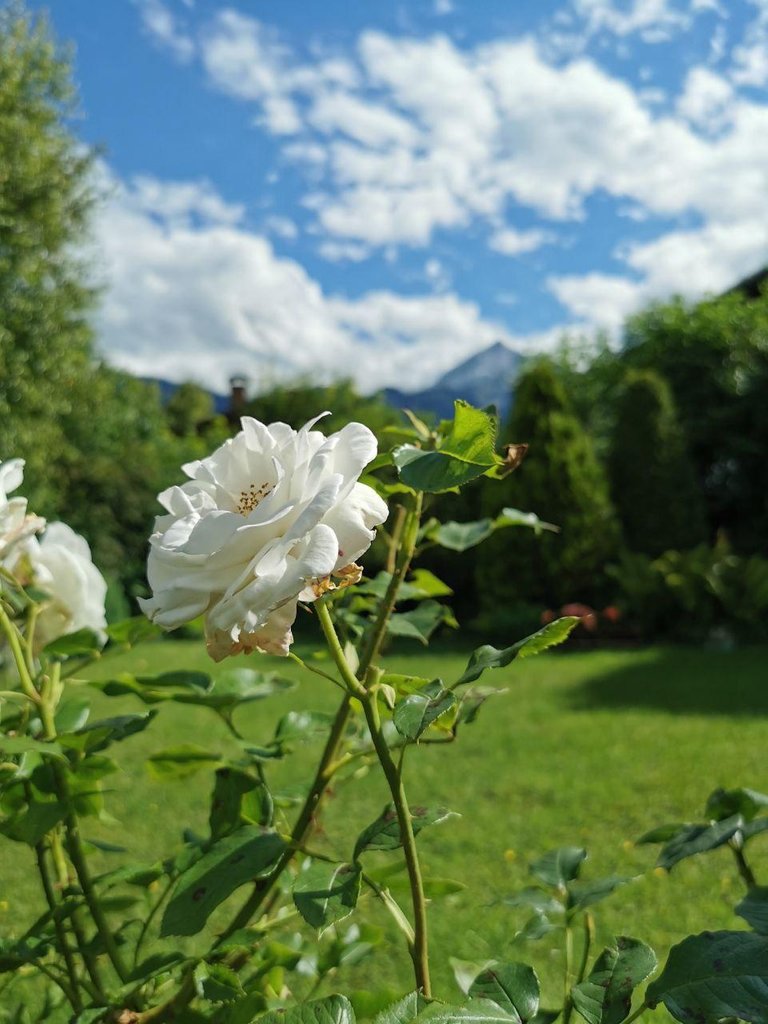 Weiße Rose Garmisch.jpg