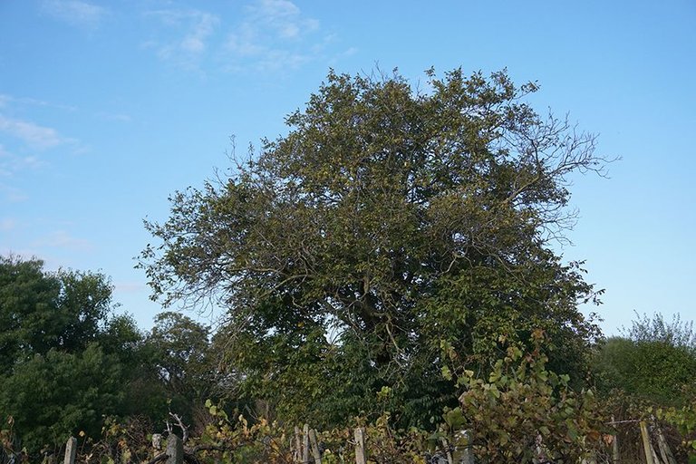 Gathering Walnuts 06.jpg