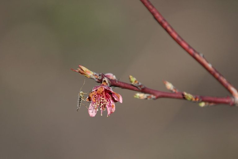 First_Leaves_In_Spring_23_004.jpg