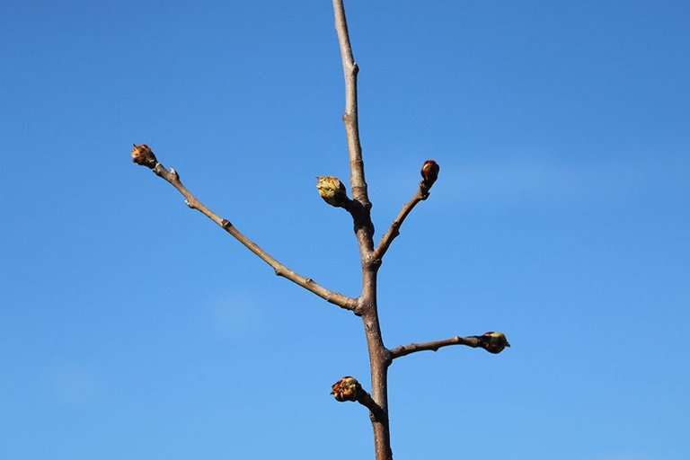 First_Leaves_In_Spring_23_005.jpg