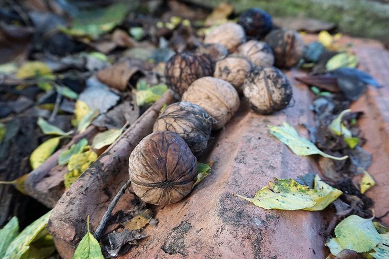 Gathering Walnuts 04.jpg