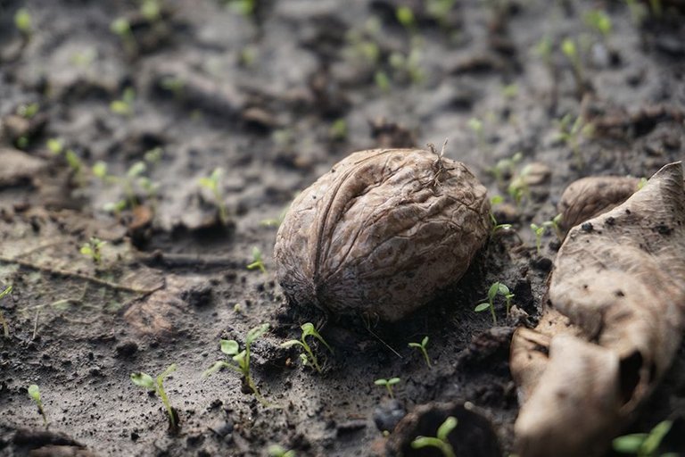 Gathering Walnuts 07.jpg