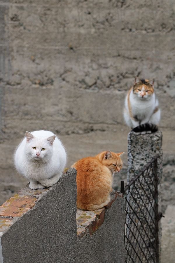 Caturday_Trio_s.jpg