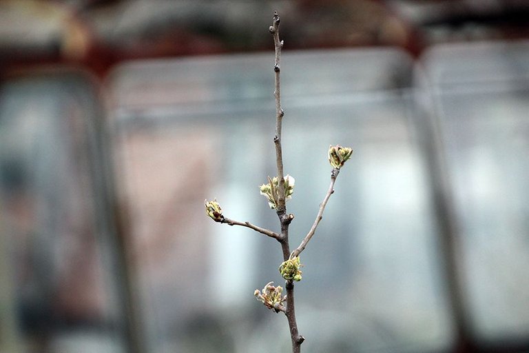 First_Leaves_In_Spring_23_011.jpg