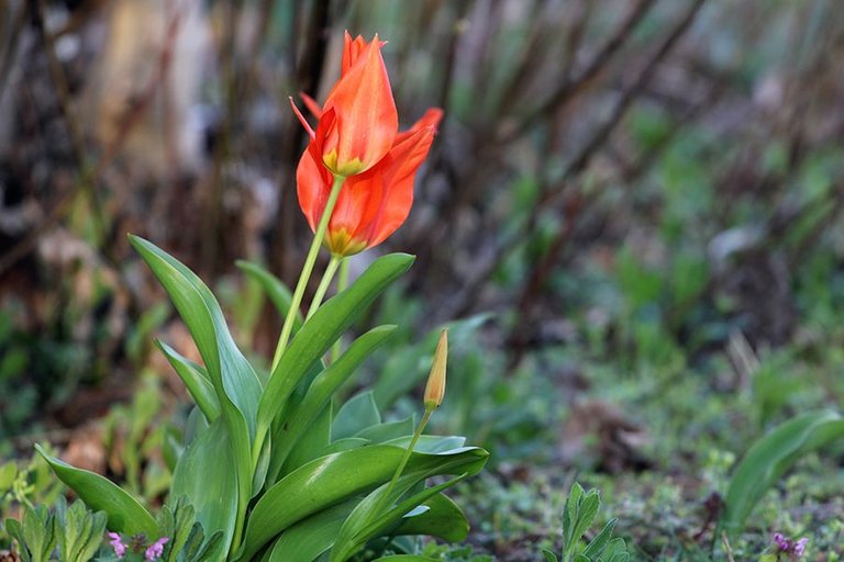 First_Leaves_In_Spring_23_006.jpg