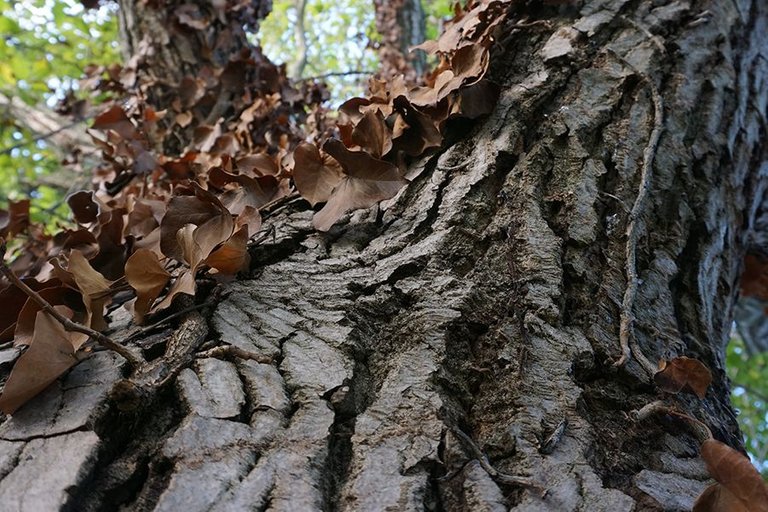 Gathering Walnuts 09.jpg