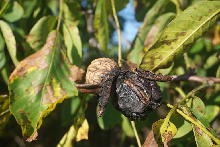 Gathering Walnuts 15.jpg