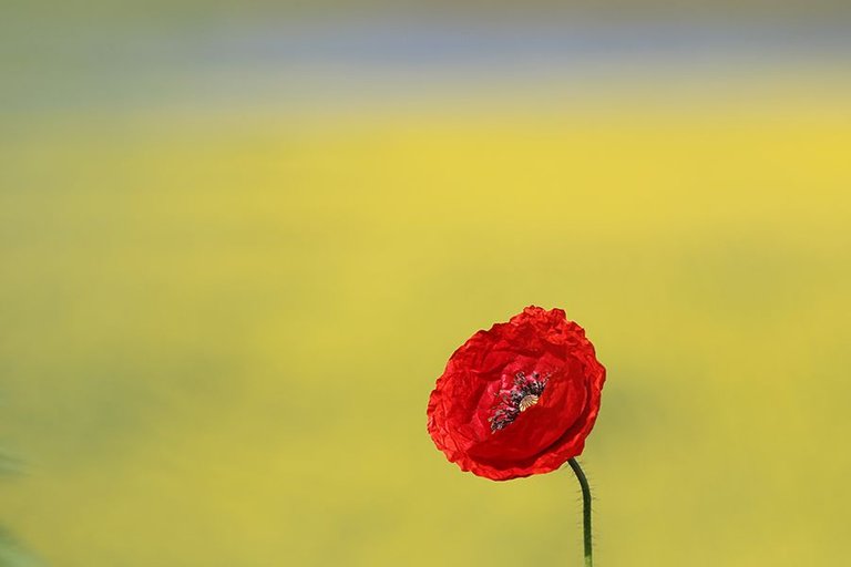 Roadside_Poppy_001_s.jpg