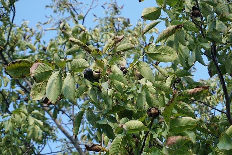 Gathering Walnuts 13.jpg