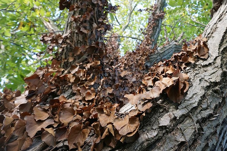 Gathering Walnuts 10.jpg