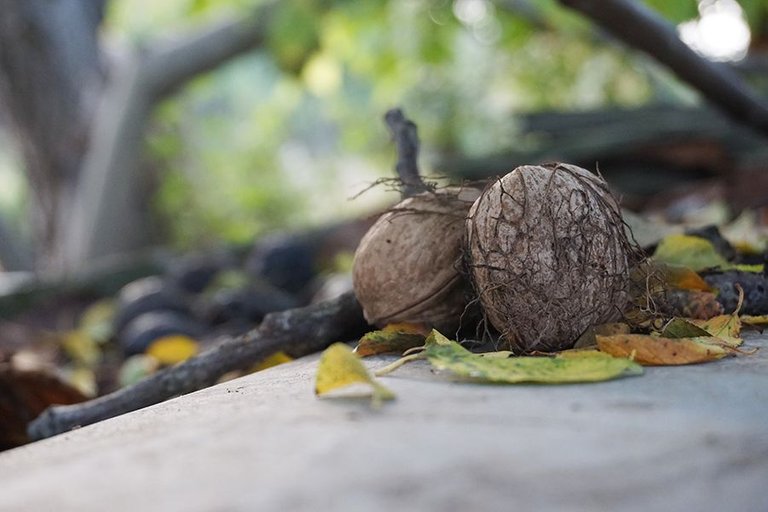 Gathering Walnuts 03.jpg