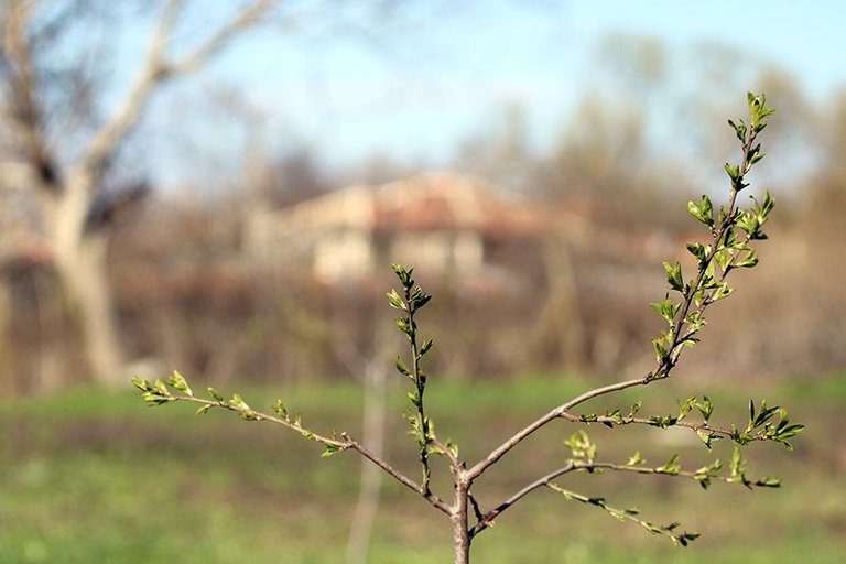 First_Leaves_In_Spring_23_001.jpg