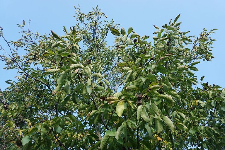 Gathering Walnuts 12.jpg