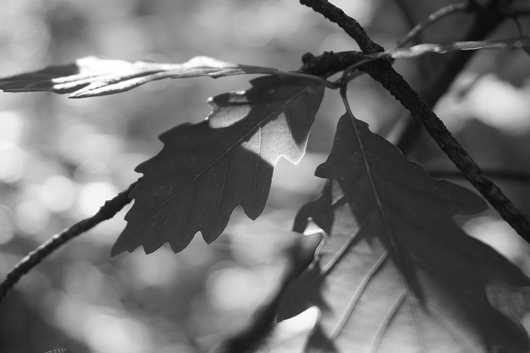 Sunlight_Sifting_Through_Leaves_02_BW_s.jpg