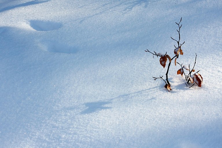 Shadows_of_Growth_on_Snow_s.jpg