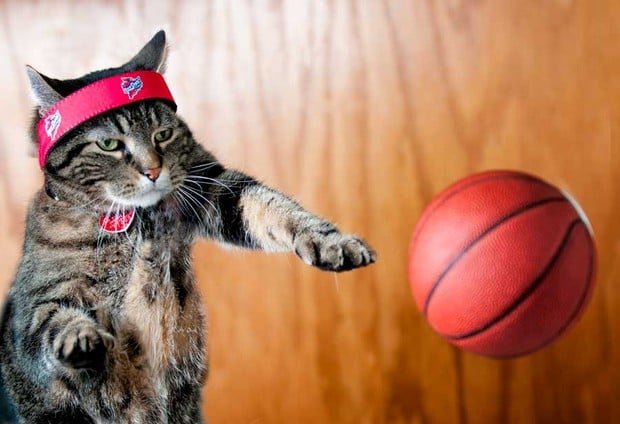 basketball_cat_5-230473437.jpg