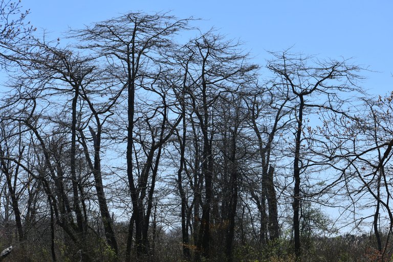 DSC_0368.JPG