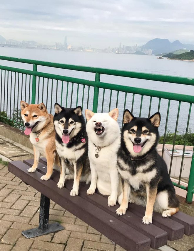 funnyphotobombingshibainu5.jpg