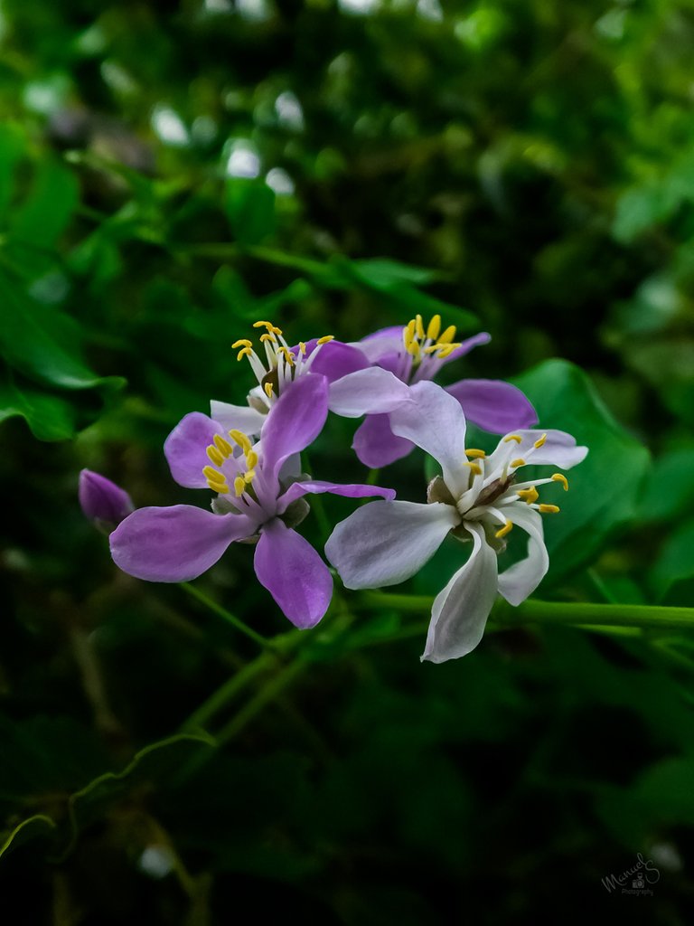 flor de guayacan_4.JPG