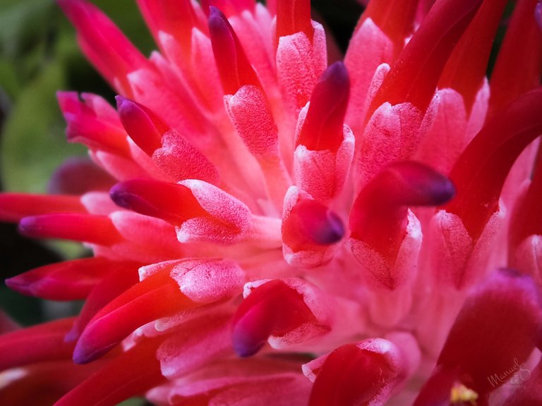 bromelia 6016.JPG