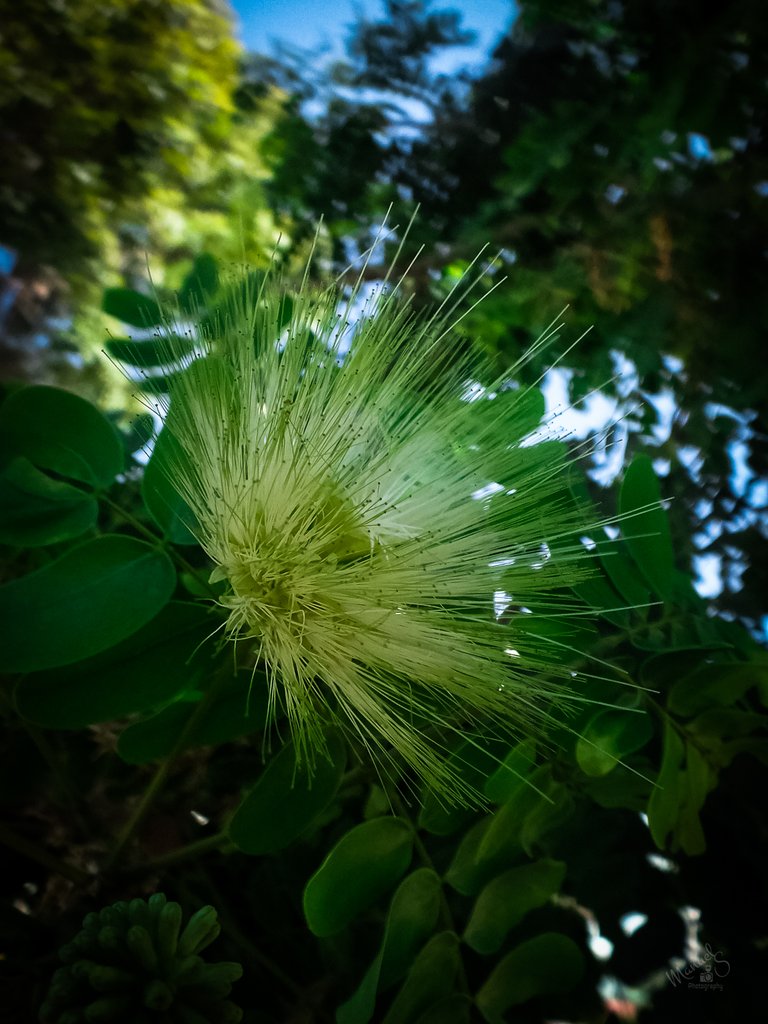 flor de maraca3.JPG